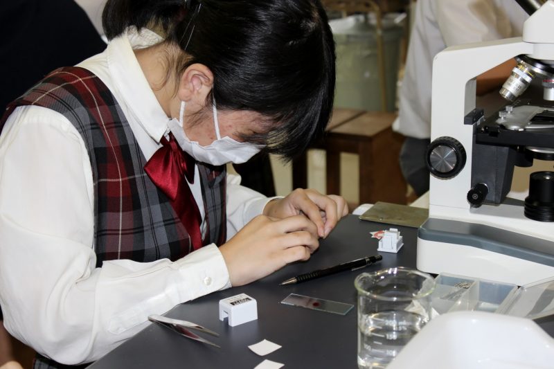 頂端分裂組織