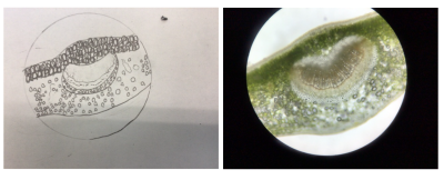 中学2年 ツバキの葉の断面の顕微鏡観察 尚学館中学校 高等部