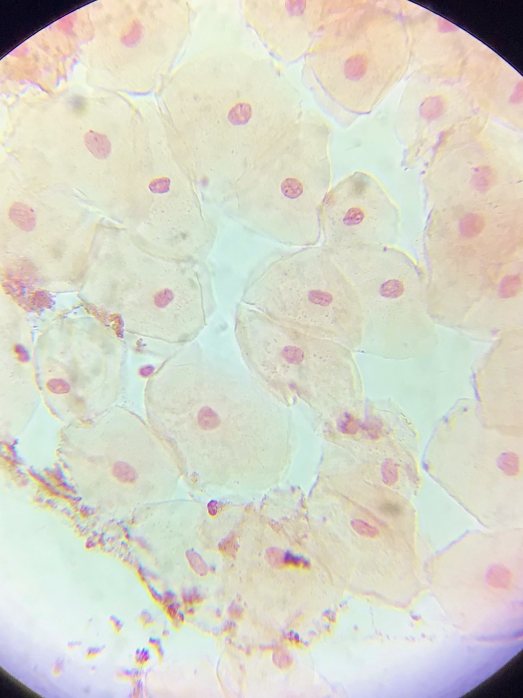 細胞、私」(鉛筆画)